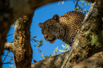 leopard in tree