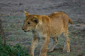 Naklejka premium lion cub in the grass