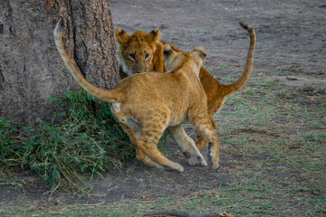 Obraz premium lion cub in the grass