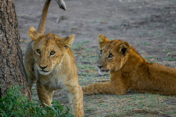 Lion cubs