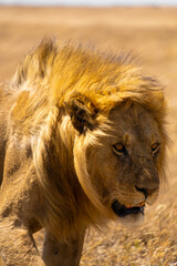 lion walking in serengeti