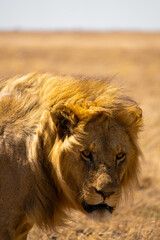 lion walking in serengeti