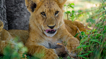 lion cubs portrait