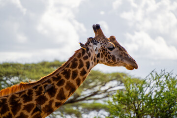 giraffe in the wild