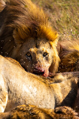 lions feasting a water buffalo