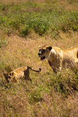 lion cub and lioness