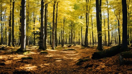 A wide-angle shot of a forest that is full of trees with green and yellow leaves.