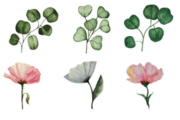 Watercolor set of isolated flowers, eucalyptus sprigs on a white background.