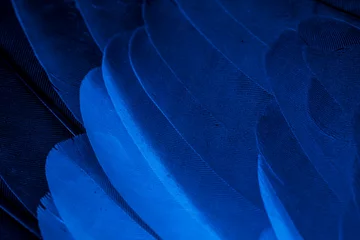 Afwasbaar Fotobehang Macrofotografie blue feather pigeon macro photo. texture or background