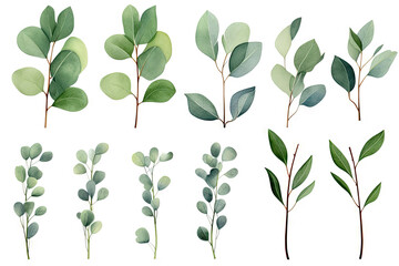 Eucalyptus watercolor clipart set. Green plant collection isolated on white background vector illustration set. - obrazy, fototapety, plakaty