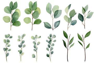 Foto op Canvas Eucalyptus watercolor clipart set. Green plant collection isolated on white background vector illustration set. © Mayava