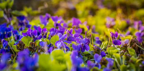 Violet (Viola L.) - a genus of plants from the violet family (Violaceae).