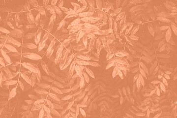 Peach Fuzz Rowan leaves for background. Monochrome leaves background. Carved leaves of mountain ash color 2024.