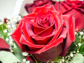 Red roses close-up. Congratulations concept. Birthday gift. Basket of flowers.
