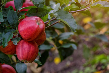 Red apples on a tree.Ripe Apples in the Apple Orchard before Harvesting. Apple orchard. Basket of Apples.Morning shot