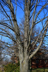 Bare Tree
