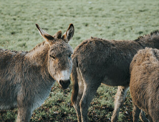 Fototapeta premium donkey in a field