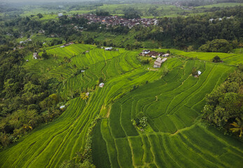 Fototapeta premium rice terraces in island