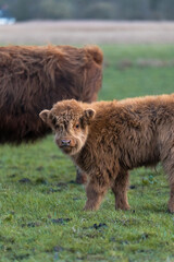 scottish highland cow