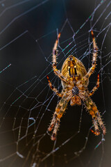 European garden spider, diadem orangie, cross spider