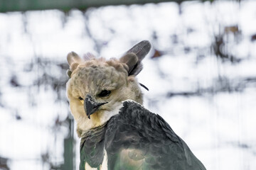 harpy eagle (American harpy eagle, Harpia harpyja)