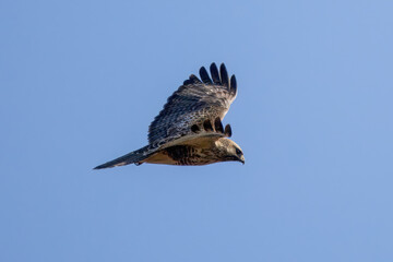 飛翔するノスリ