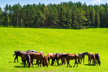 Herd of horses grazing on green meadow in Wigry National Park, Podlasie, Poland