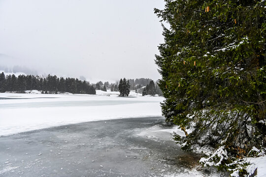 Lenzerheide, Valbella, Heidsee, Bergsee, Uferweg, Wanderweg, Winterwanderung, Langlauf, Loipe, Winterlandschaft, Seeufer, Alpen, Wald, Tannen, Eis, Winter, Graub&uuml;nden, Schweiz