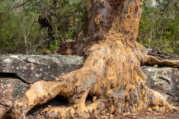 Sydney Red Gum growing over sandstone rock