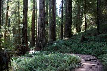 Trail winding through Redwood National Park on a warm summer day.