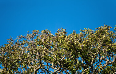 Tropical Tree with Twisted Branches and Green Leaves Underneath Blue Skies.