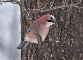 jay on the branch