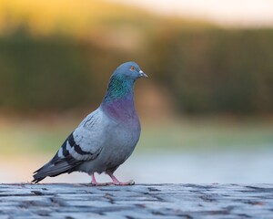 A Common Pigeon is Resting on the Cubic Stone Pavement of an Old Bridge in Late Autumn