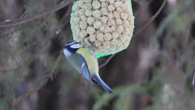 A blue tit feeding at a bird feeder during winter in Finland
