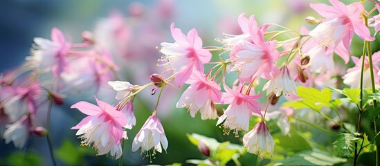 Close up of the Siberian columbine meadow rue French or greater meadow rue Thalictrum aquilegiifolium flowering with clusters of fluffy pink flowers in flat topped panicles in the garden