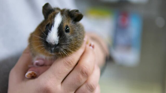 Close up of female vet holding guinea pig on the hand. Gently strokes her calming