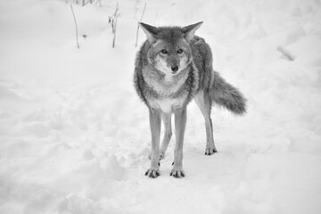 Obraz premium E. Z. M. 9 Décembre 2023 - N&B