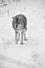 E. Z. M. 9 Décembre 2023 - N&B