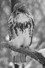 E. Z. M. 9 Décembre 2023 - N&B