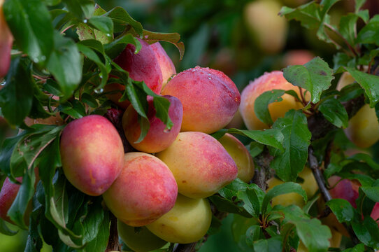 Ripe plums ready to pick