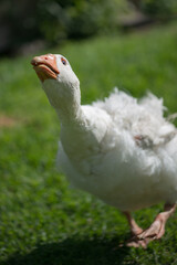 Charging goose