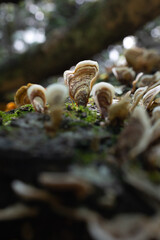 Turkey Tail Mushroom 