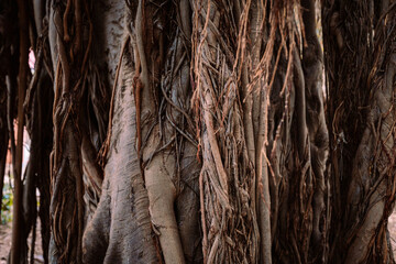 Close up on roots of ficus magnolioides (Ficus macrophylla), a large evergreen tree of the Moraceae...