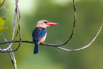 stork billed kingfisher