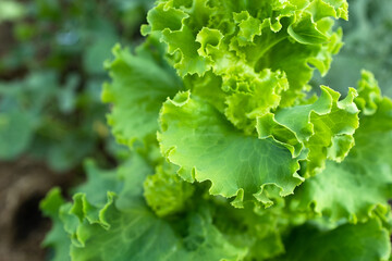 Salad plant grow, close-up. Green lettuce bush for publication, poster, screensaver, wallpaper, postcard, banner, cover, website. High quality photo