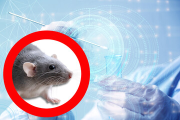 experimental laboratory gray rat, concept Genetic Modifications, Behavioral Studies Research on...