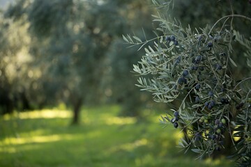 Olive tree with green ripe olives in an olive garden. Green olive tree lit by the rays of the sun.