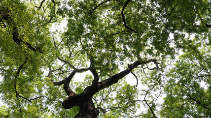 tree tops with blue sky background