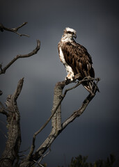 An Osprey perched on a dead tree at Hasting's Point on the East coast of Australia.