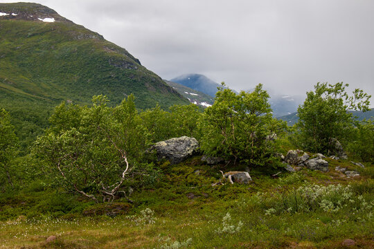 Mountains around Padjelanta hiking trail in the north of Sweden in early July